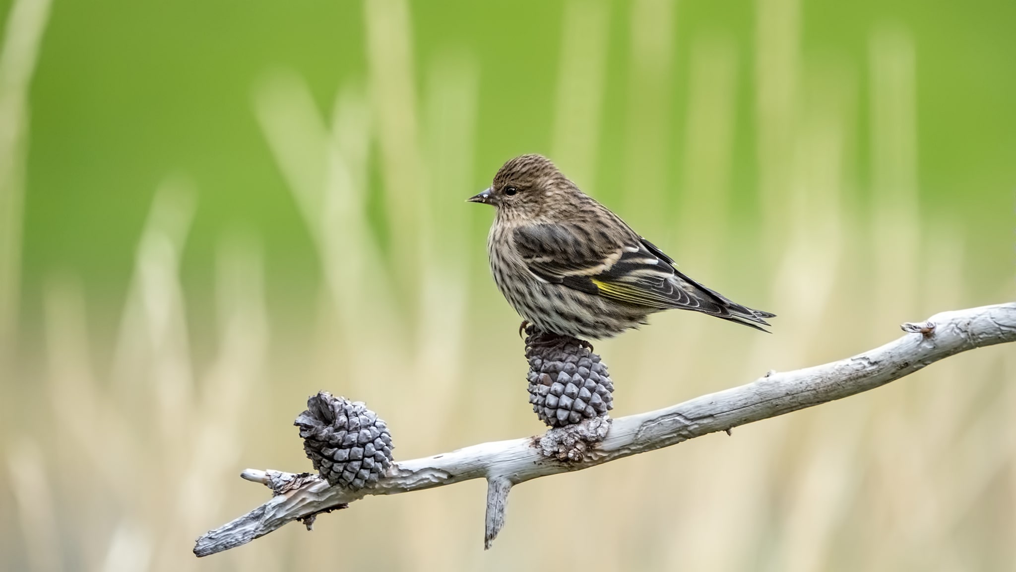 Pine Siskin